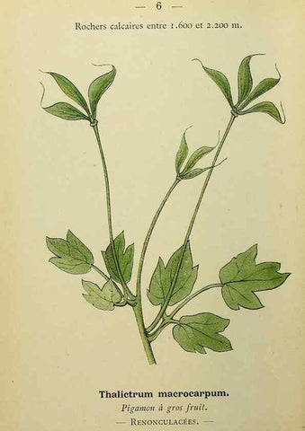 Reproducción/Reproduction 49345389046: Nouvelle flore coloriée de poche des Alpes et des Pyrénées.. Paris,Klincksieck,1906-1912.. 