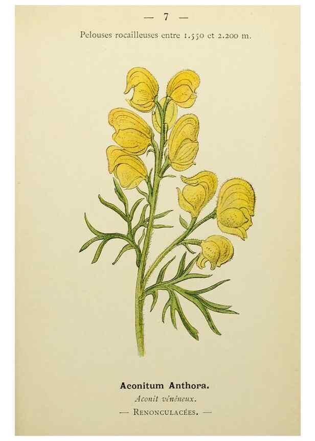 Reproducción/Reproduction 49344929208: Nouvelle flore coloriée de poche des Alpes et des Pyrénées.. Paris,Klincksieck,1906-1912.. 