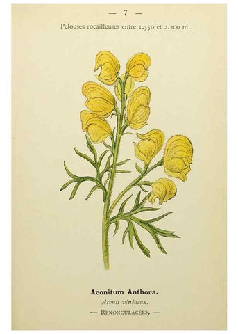 Reproducción/Reproduction 49344929208: Nouvelle flore coloriée de poche des Alpes et des Pyrénées.. Paris,Klincksieck,1906-1912.. 