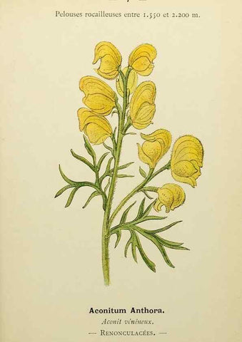 Reproducción/Reproduction 49344929208: Nouvelle flore coloriée de poche des Alpes et des Pyrénées.. Paris,Klincksieck,1906-1912.. 