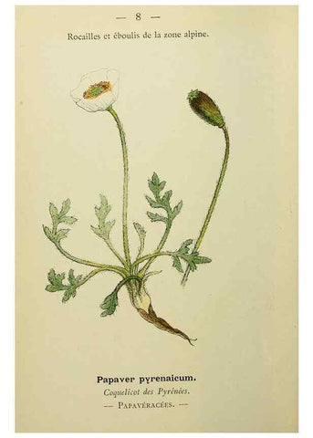 Reproducción/Reproduction 49344929528: Nouvelle flore coloriée de poche des Alpes et des Pyrénées.. Paris,Klincksieck,1906-1912.. 