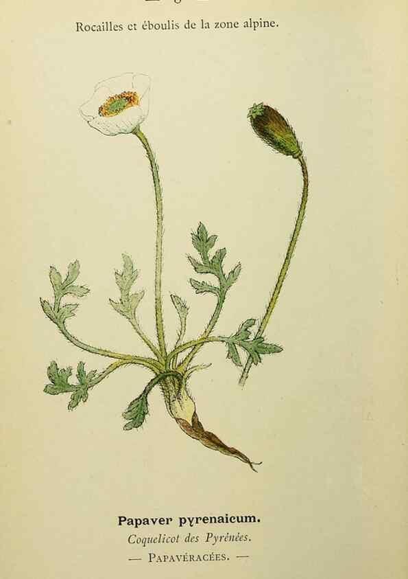 Reproducción/Reproduction 49344929528: Nouvelle flore coloriée de poche des Alpes et des Pyrénées.. Paris,Klincksieck,1906-1912.. 