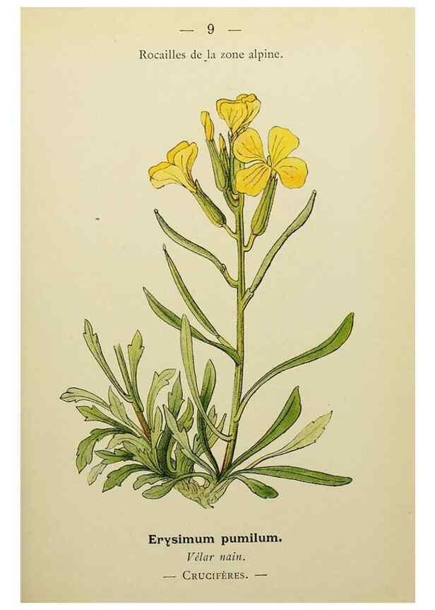 Reproducción/Reproduction 49344929938: Nouvelle flore coloriée de poche des Alpes et des Pyrénées.. Paris,Klincksieck,1906-1912.. 