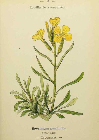 Reproducción/Reproduction 49344929938: Nouvelle flore coloriée de poche des Alpes et des Pyrénées.. Paris,Klincksieck,1906-1912.. 