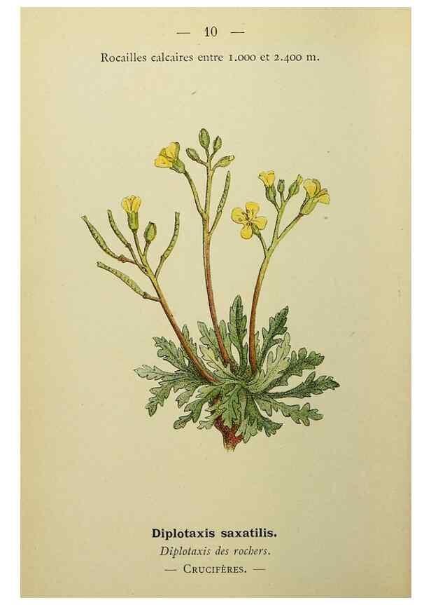 Reproducción/Reproduction 49344930393: Nouvelle flore coloriée de poche des Alpes et des Pyrénées.. Paris,Klincksieck,1906-1912.. 
