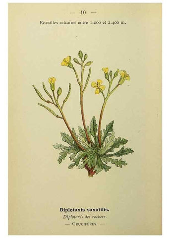 Reproducción/Reproduction 49344930393: Nouvelle flore coloriée de poche des Alpes et des Pyrénées.. Paris,Klincksieck,1906-1912.. 