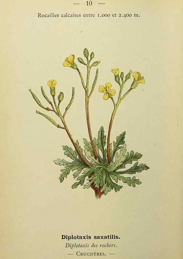 Reproducción/Reproduction 49344930393: Nouvelle flore coloriée de poche des Alpes et des Pyrénées.. Paris,Klincksieck,1906-1912.. 