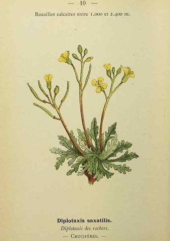 Reproducción/Reproduction 49344930393: Nouvelle flore coloriée de poche des Alpes et des Pyrénées.. Paris,Klincksieck,1906-1912.. 