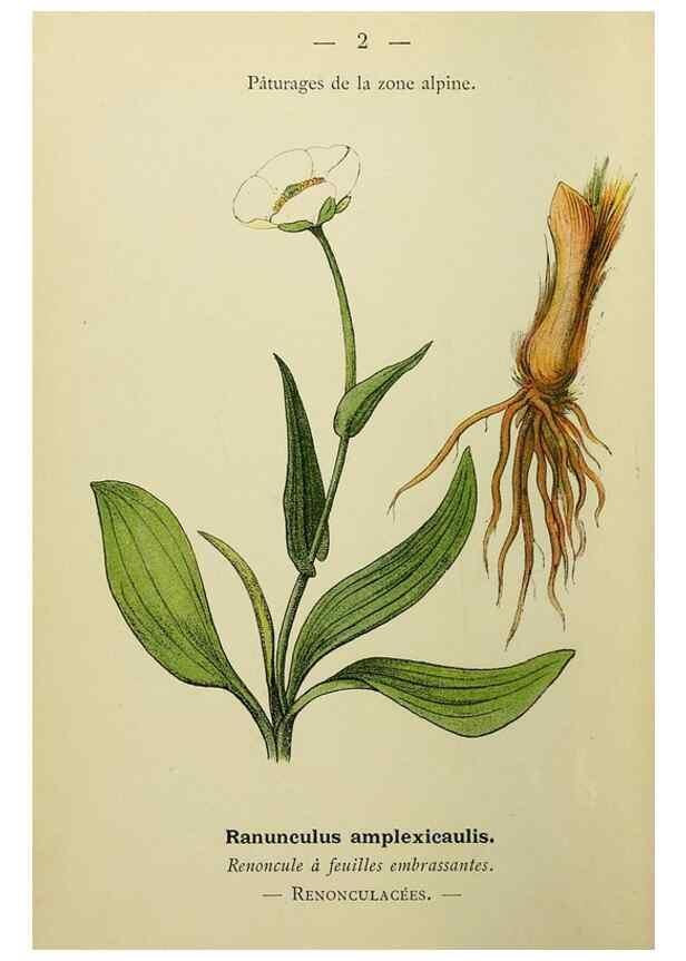 Reproducción/Reproduction 49345601807: Nouvelle flore coloriée de poche des Alpes et des Pyrénées.. Paris,Klincksieck,1906-1912.. 