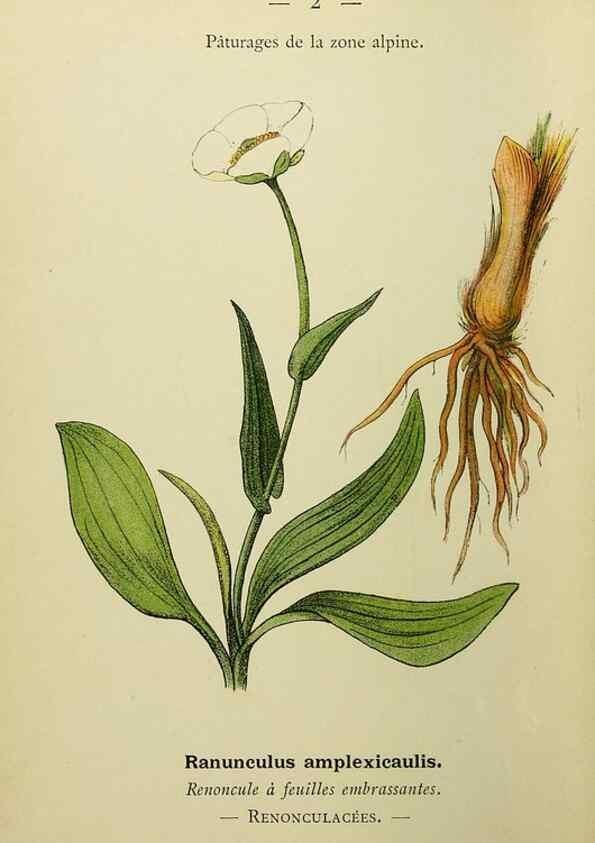 Reproducción/Reproduction 49345601807: Nouvelle flore coloriée de poche des Alpes et des Pyrénées.. Paris,Klincksieck,1906-1912.. 