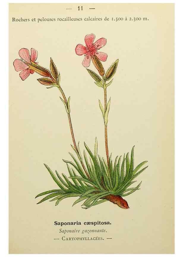 Reproducción/Reproduction 49345604997: Nouvelle flore coloriée de poche des Alpes et des Pyrénées.. Paris,Klincksieck,1906-1912.. 