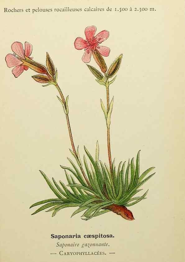 Reproducción/Reproduction 49345604997: Nouvelle flore coloriée de poche des Alpes et des Pyrénées.. Paris,Klincksieck,1906-1912.. 