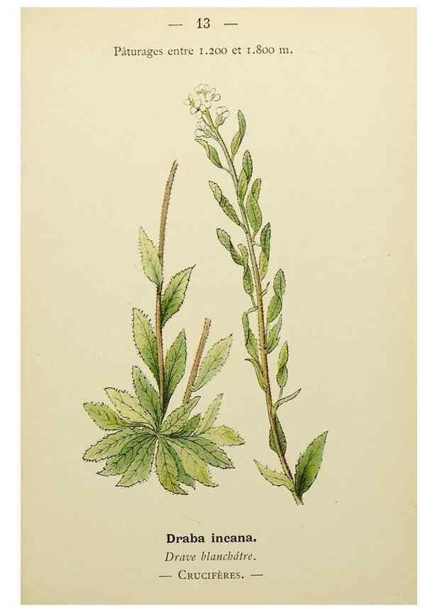 Reproducción/Reproduction 49344931428: Nouvelle flore coloriée de poche des Alpes et des Pyrénées.. Paris,Klincksieck,1906-1912.. 