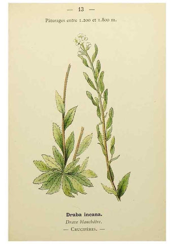 Reproducción/Reproduction 49344931428: Nouvelle flore coloriée de poche des Alpes et des Pyrénées.. Paris,Klincksieck,1906-1912.. 