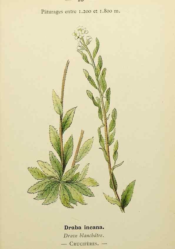 Reproducción/Reproduction 49344931428: Nouvelle flore coloriée de poche des Alpes et des Pyrénées.. Paris,Klincksieck,1906-1912.. 