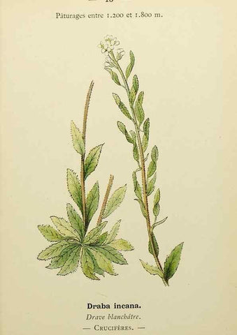 Reproducción/Reproduction 49344931428: Nouvelle flore coloriée de poche des Alpes et des Pyrénées.. Paris,Klincksieck,1906-1912.. 