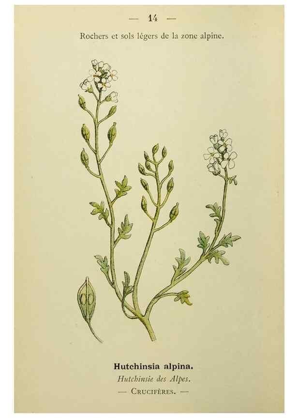 Reproducción/Reproduction 49345606237: Nouvelle flore coloriée de poche des Alpes et des Pyrénées.. Paris,Klincksieck,1906-1912.. 