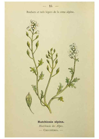 Reproducción/Reproduction 49345606237: Nouvelle flore coloriée de poche des Alpes et des Pyrénées.. Paris,Klincksieck,1906-1912.. 