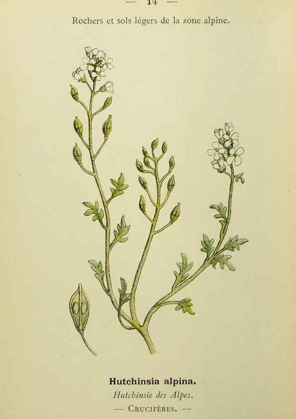 Reproducción/Reproduction 49345606237: Nouvelle flore coloriée de poche des Alpes et des Pyrénées.. Paris,Klincksieck,1906-1912.. 