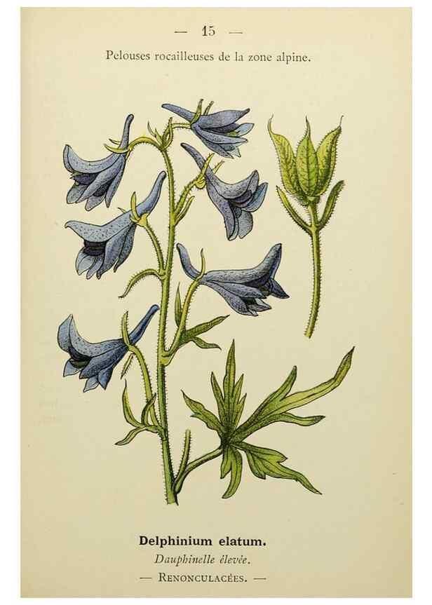 Reproducción/Reproduction 49345606542: Nouvelle flore coloriée de poche des Alpes et des Pyrénées.. Paris,Klincksieck,1906-1912.. 