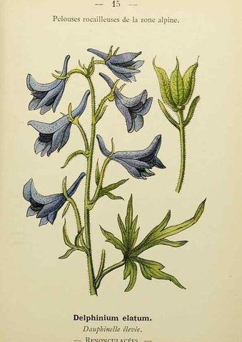 Reproducción/Reproduction 49345606542: Nouvelle flore coloriée de poche des Alpes et des Pyrénées.. Paris,Klincksieck,1906-1912.. 