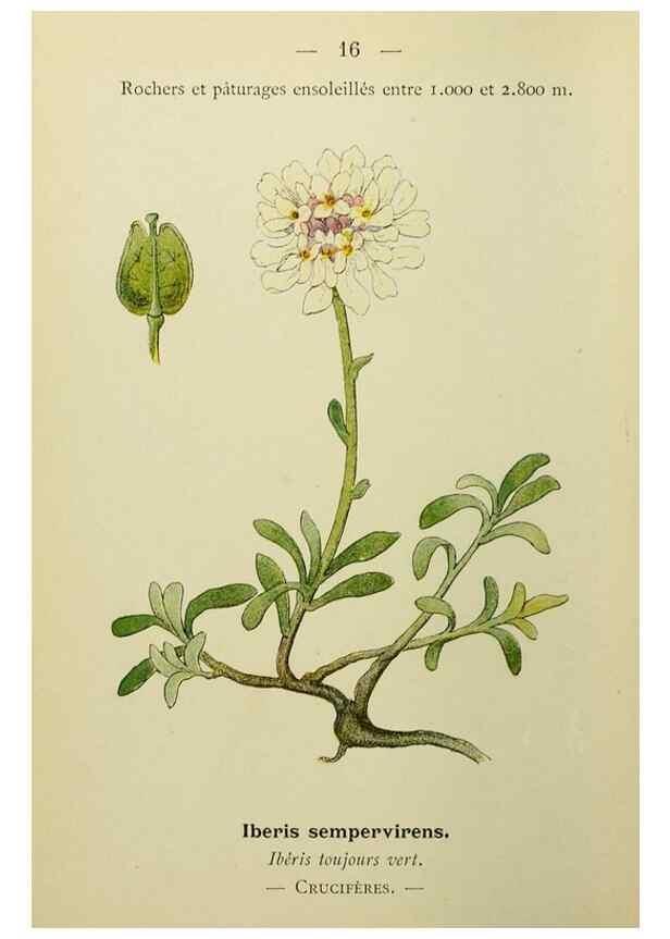 Reproducción/Reproduction 49344932583: Nouvelle flore coloriée de poche des Alpes et des Pyrénées.. Paris,Klincksieck,1906-1912.. 