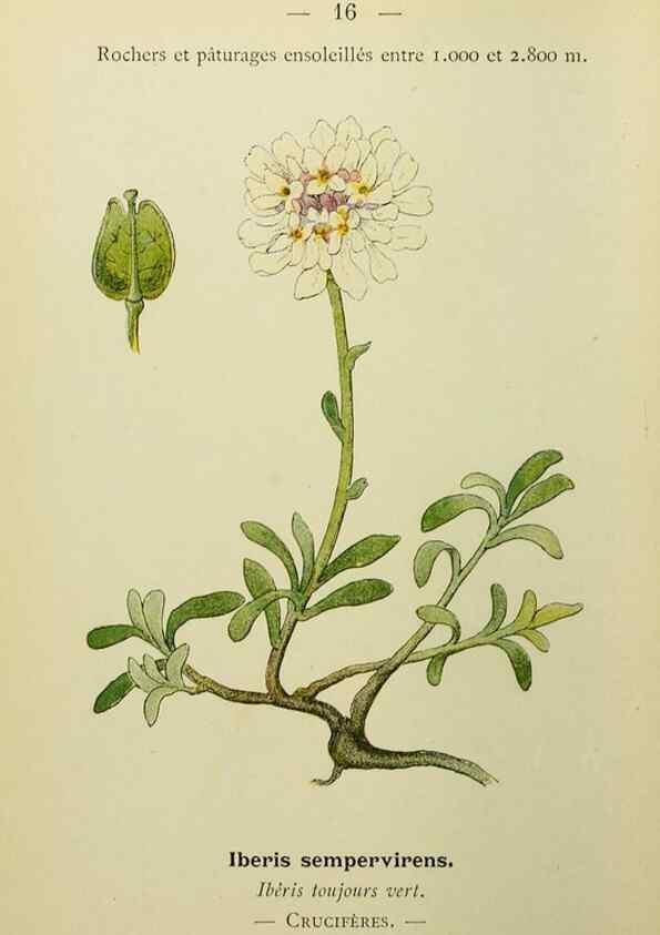 Reproducción/Reproduction 49344932583: Nouvelle flore coloriée de poche des Alpes et des Pyrénées.. Paris,Klincksieck,1906-1912.. 
