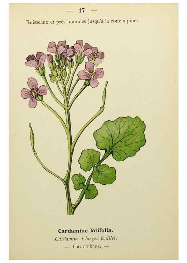 Reproducción/Reproduction 49345393271: Nouvelle flore coloriée de poche des Alpes et des Pyrénées.. Paris,Klincksieck,1906-1912.. 