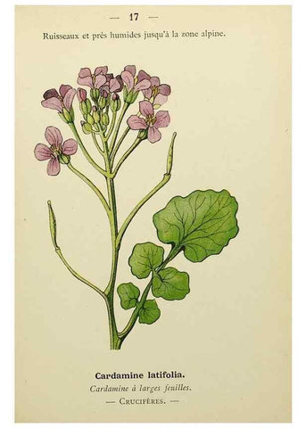 Reproducción/Reproduction 49345393271: Nouvelle flore coloriée de poche des Alpes et des Pyrénées.. Paris,Klincksieck,1906-1912.. 