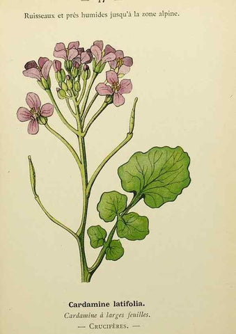 Reproducción/Reproduction 49345393271: Nouvelle flore coloriée de poche des Alpes et des Pyrénées.. Paris,Klincksieck,1906-1912.. 