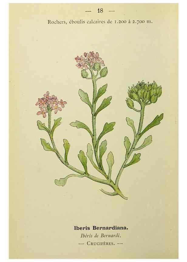 Reproducción/Reproduction 49344933268: Nouvelle flore coloriée de poche des Alpes et des Pyrénées.. Paris,Klincksieck,1906-1912.. 