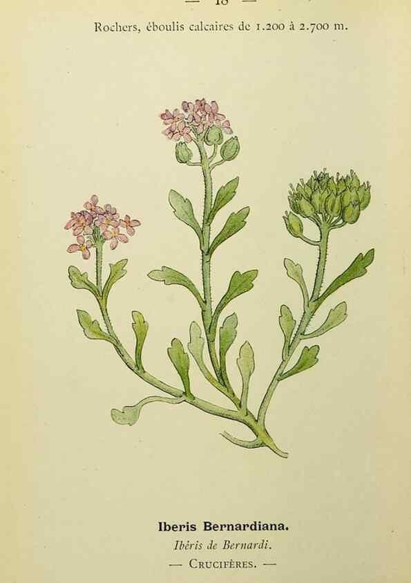 Reproducción/Reproduction 49344933268: Nouvelle flore coloriée de poche des Alpes et des Pyrénées.. Paris,Klincksieck,1906-1912.. 