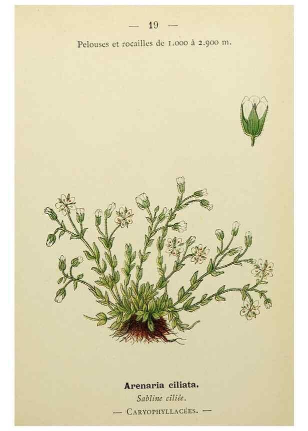 Reproducción/Reproduction 49345394131: Nouvelle flore coloriée de poche des Alpes et des Pyrénées.. Paris,Klincksieck,1906-1912.. 