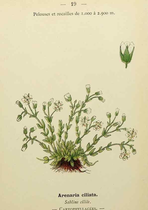 Reproducción/Reproduction 49345394131: Nouvelle flore coloriée de poche des Alpes et des Pyrénées.. Paris,Klincksieck,1906-1912.. 