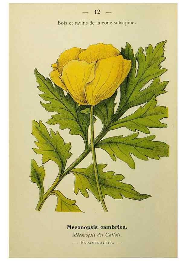 Reproducción/Reproduction 49345605412: Nouvelle flore coloriée de poche des Alpes et des Pyrénées.. Paris,Klincksieck,1906-1912.. 