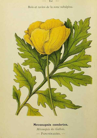 Reproducción/Reproduction 49345605412: Nouvelle flore coloriée de poche des Alpes et des Pyrénées.. Paris,Klincksieck,1906-1912.. 