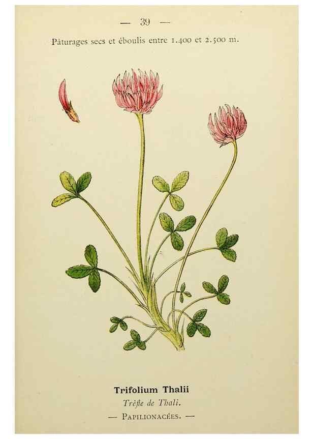 Reproducción/Reproduction 49344941753: Nouvelle flore coloriée de poche des Alpes et des Pyrénées.. Paris,Klincksieck,1906-1912.. 