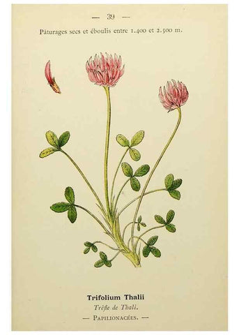 Reproducción/Reproduction 49344941753: Nouvelle flore coloriée de poche des Alpes et des Pyrénées.. Paris,Klincksieck,1906-1912.. 