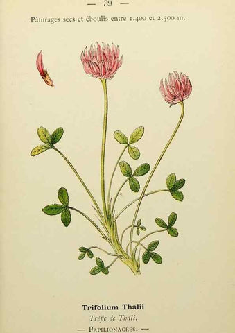 Reproducción/Reproduction 49344941753: Nouvelle flore coloriée de poche des Alpes et des Pyrénées.. Paris,Klincksieck,1906-1912.. 