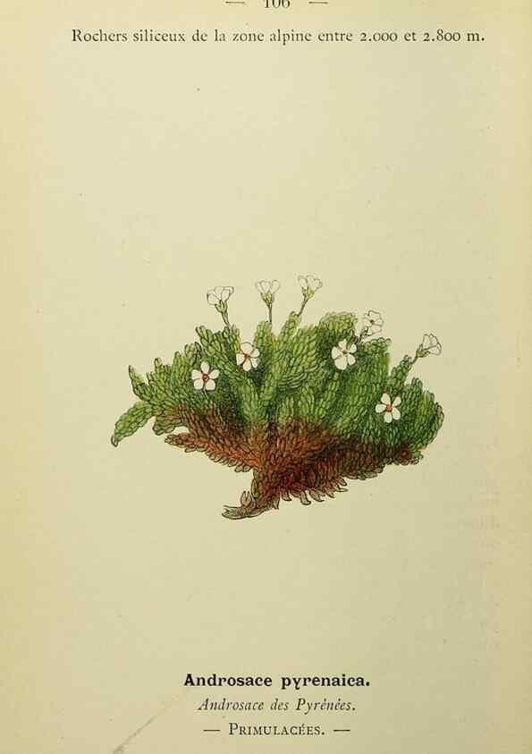 Reproducción/Reproduction 49345543212: Nouvelle flore coloriée de poche des Alpes et des Pyrénées.. Paris,Klincksieck,1906-1912.. 