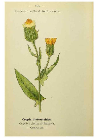 Reproducción/Reproduction 49345542317: Nouvelle flore coloriée de poche des Alpes et des Pyrénées.. Paris,Klincksieck,1906-1912.. 