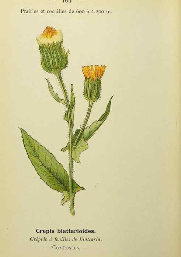 Reproducción/Reproduction 49345542317: Nouvelle flore coloriée de poche des Alpes et des Pyrénées.. Paris,Klincksieck,1906-1912.. 