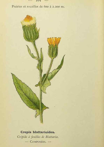Reproducción/Reproduction 49345542317: Nouvelle flore coloriée de poche des Alpes et des Pyrénées.. Paris,Klincksieck,1906-1912.. 