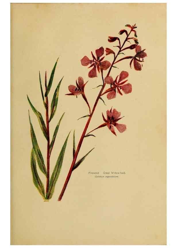 Reproducción/Reproduction 49303715643: Harper's guide to wild flowers,. New York,Harper,1912.. 