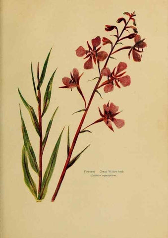 Reproducción/Reproduction 49303715643: Harper's guide to wild flowers,. New York,Harper,1912.. 