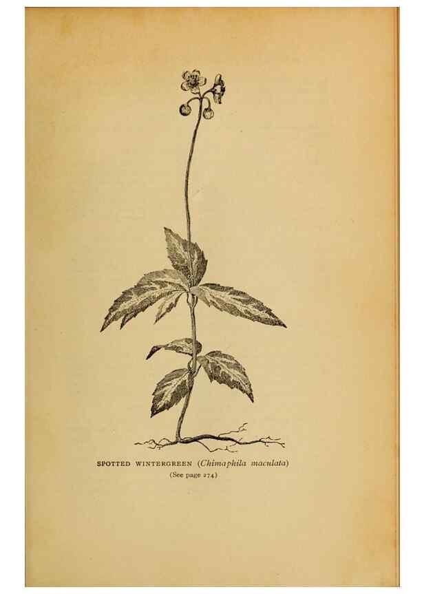 Reproducción/Reproduction 49303715933: Harper's guide to wild flowers,. New York,Harper,1912.. 
