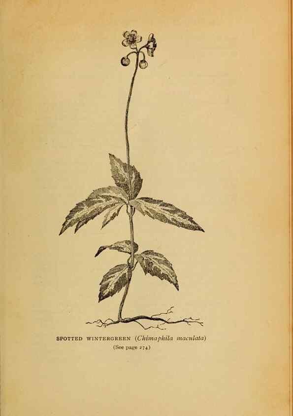 Reproducción/Reproduction 49303715933: Harper's guide to wild flowers,. New York,Harper,1912.. 