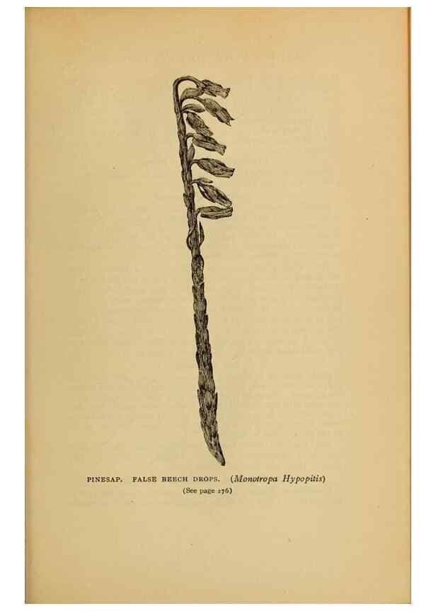 Reproducción/Reproduction 49303716163: Harper's guide to wild flowers,. New York,Harper,1912.. 