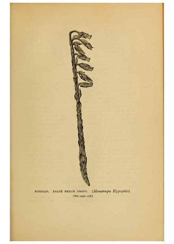 Reproducción/Reproduction 49303716163: Harper's guide to wild flowers,. New York,Harper,1912.. 