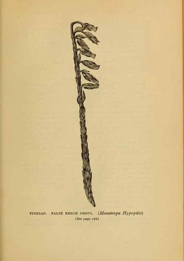 Reproducción/Reproduction 49303716163: Harper's guide to wild flowers,. New York,Harper,1912.. 